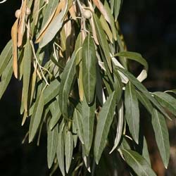 Olivier de Bohême / Elaeagnus angustifolia